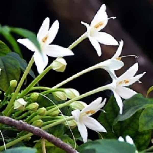 Millingtonia Hortensis - Tree Jasmine, Indian Cork Tree
